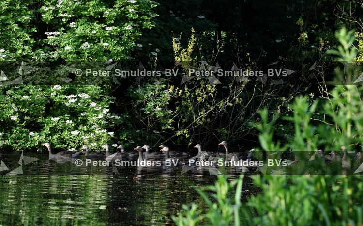 Amsterdam 29 mei 2026
Prins Maurits opent het golftournooi in het Vondelpark met een mooie afslag . ganzen 