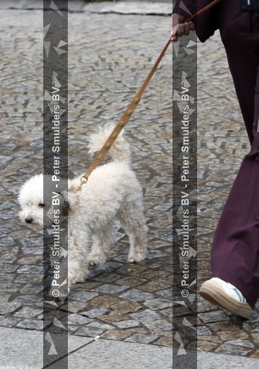 Amsterdam 17 juni 2026
Vandaag is het staatsbezoek van Japan en Nederland . S avonds komen er allemaal andere gasten . Hondje Mambo wordt uitgelaten 