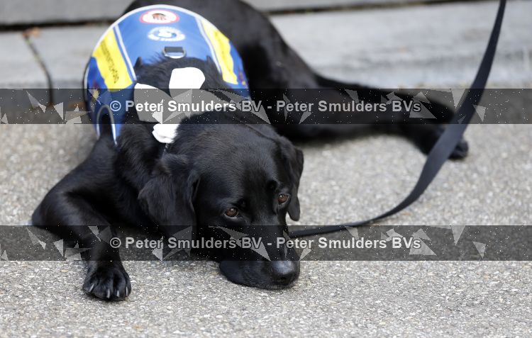 De Bilt 10 september 2026
Maureen du Toit trouwt met haar partner Jeroen Wiedenhoff  op het gemeentehuis van De Bilt . Ze krijgen de ringen van een hond van KNGF