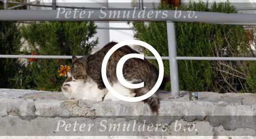 Bodrum Turkije 16 3n 17 april 2012
Muziekreis naar Bodrum met div artiesten waaronder Sieneke Marianne Weber Koos Alberts Gebroeders Ko Peter Beense Helemaal Hollands de piraten toppers Willem Barth Django Wagner Vinzzent Gino Graus Annie Schilder en Jan Keizer.
Peter Smulders bv