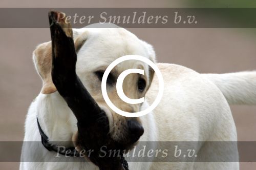Muiden 4 juli 2004
Anouk Voorveld met sumo
Peter Smulders bv