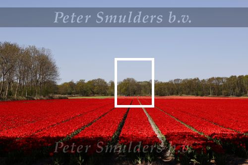 Lisse 20 april 2020
Bloemenveld Lisse