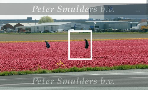 Lelystad 16 april 2020
Bloemenvelden langs de A6