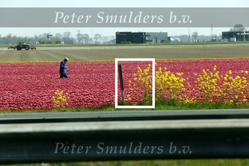 Lelystad 16 april 2020
Bloemenvelden langs de A6