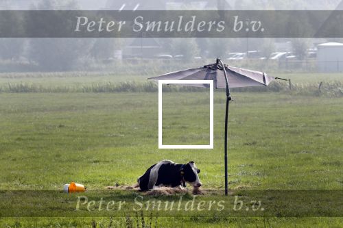 Nigtevecht 28 augustus 2019
Koe in de schaduw onder een paraplu