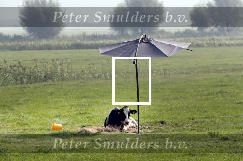 Nigtevecht 28 augustus 2019
Koe in de schaduw onder een paraplu