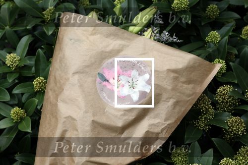 Lage Vuursche 6 maart 2024
Het graf van Prins Friso ligt er netjes bij . Er heeft iemand een bosje bloemen op gelegd.