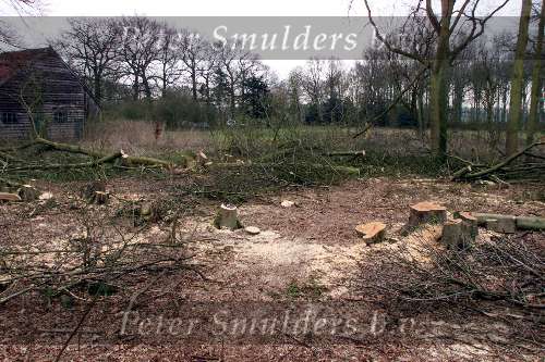 Wassenaar 28 maart 2001
Verbouwing op landgoed de Horsten.
Kappen van bomen