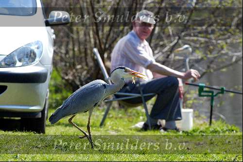 Breukelen 15 april 2003
Man vissen met 2 reigers aan de vecht
Hengelsport