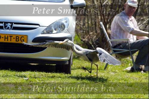 Breukelen 15 april 2003
Man vissen met 2 reigers aan de vecht
Hengelsport