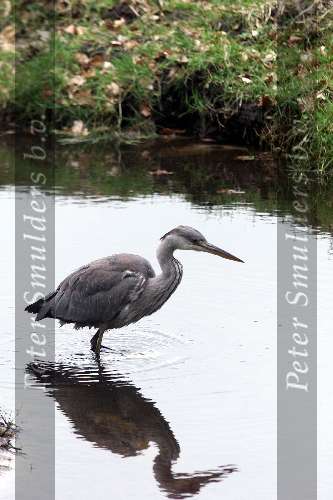 Wassenaar 28 maart 2001
Reiger