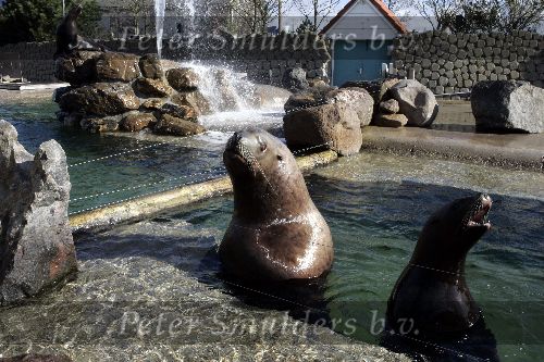 Harderwijk 9 april 2005
Opening dolfinarium HARDERWIJK.
zeeleeuw
