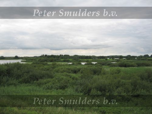 Hurwenen, 8 Augustus 2006
(Zaltbommel) De Kil van Hurwenen.( een van de uiterwaarden van de Waal )
Beschermd natuurgebied wat eigendoms is van Staatsbosbeheer