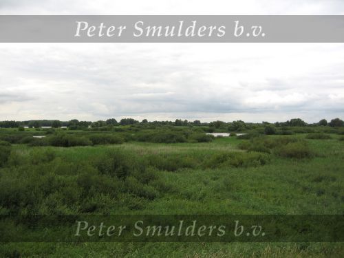 Hurwenen, 8 Augustus 2006
(Zaltbommel) De Kil van Hurwenen.( een van de uiterwaarden van de Waal )
Beschermd natuurgebied wat eigendoms is van Staatsbosbeheer