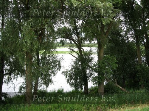 Hurwenen, 8 Augustus 2006
(Zaltbommel) De Kil van Hurwenen.( een van de uiterwaarden van de Waal )
Beschermd natuurgebied wat eigendoms is van Staatsbosbeheer