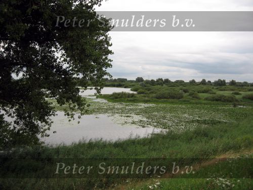 Hurwenen, 8 Augustus 2006
(Zaltbommel) De Kil van Hurwenen.( een van de uiterwaarden van de Waal )
Beschermd natuurgebied wat eigendoms is van Staatsbosbeheer