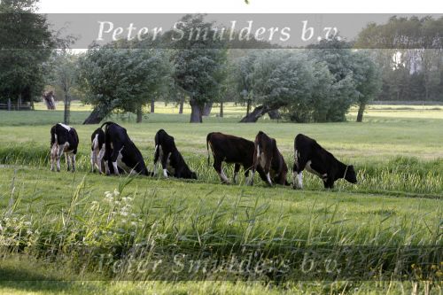 Nigtevecht 1 juni 2006
koeien drinken water
Peter Smulders bv