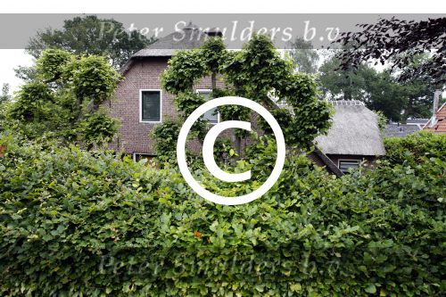 Soest 20 juni 2013
Boerderij huis van Wilfred Genee.
Peter Smulders bv