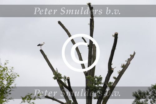 Amsterdam 18 juni 2015
Prinses Marilene en dochter Fee zijn bij het omdoen van de ringen van 3 net geboren ooievaars in het Vondelpark.