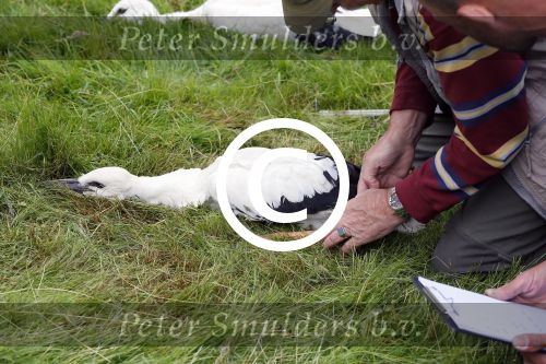 Amsterdam 18 juni 2015
Prinses Marilene en dochter Fee zijn bij het omdoen van de ringen van 3 net geboren ooievaars in het Vondelpark.