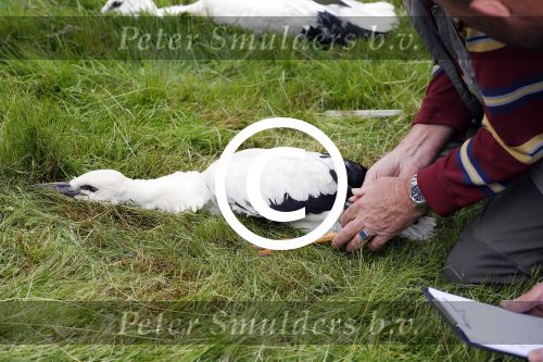 Amsterdam 18 juni 2015
Prinses Marilene en dochter Fee zijn bij het omdoen van de ringen van 3 net geboren ooievaars in het Vondelpark.