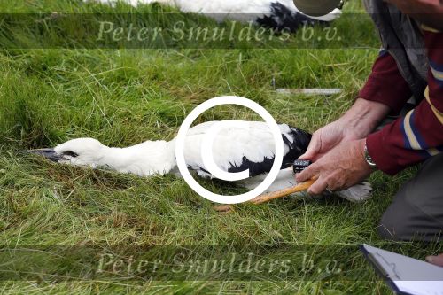Amsterdam 18 juni 2015
Prinses Marilene en dochter Fee zijn bij het omdoen van de ringen van 3 net geboren ooievaars in het Vondelpark.