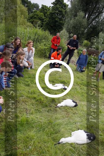 Amsterdam 18 juni 2015
Prinses Marilene en dochter Fee zijn bij het omdoen van de ringen van 3 net geboren ooievaars in het Vondelpark.