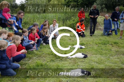 Amsterdam 18 juni 2015
Prinses Marilene en dochter Fee zijn bij het omdoen van de ringen van 3 net geboren ooievaars in het Vondelpark.