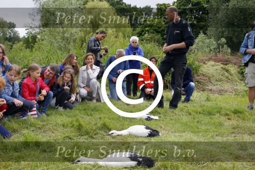 Amsterdam 18 juni 2015
Prinses Marilene en dochter Fee zijn bij het omdoen van de ringen van 3 net geboren ooievaars in het Vondelpark.
