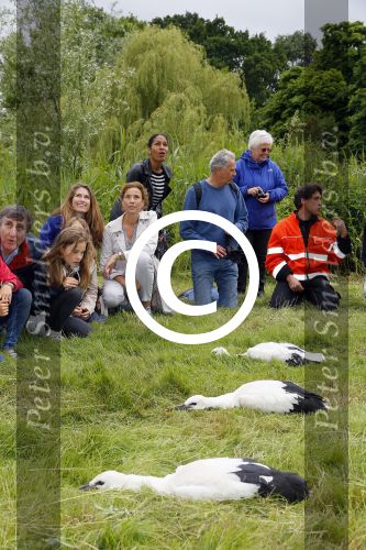 Amsterdam 18 juni 2015
Prinses Marilene en dochter Fee zijn bij het omdoen van de ringen van 3 net geboren ooievaars in het Vondelpark.