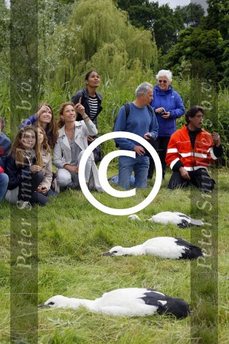 Amsterdam 18 juni 2015
Prinses Marilene en dochter Fee zijn bij het omdoen van de ringen van 3 net geboren ooievaars in het Vondelpark.
