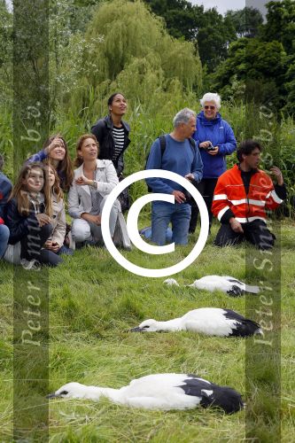 Amsterdam 18 juni 2015
Prinses Marilene en dochter Fee zijn bij het omdoen van de ringen van 3 net geboren ooievaars in het Vondelpark.