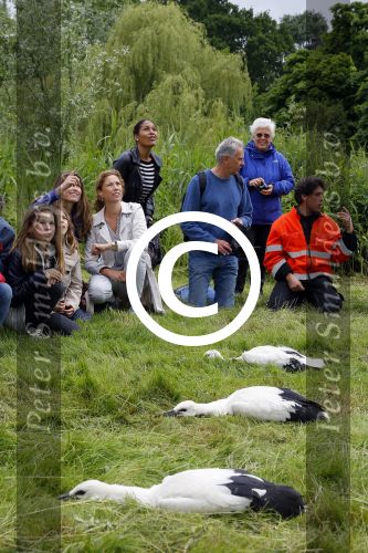 Amsterdam 18 juni 2015
Prinses Marilene en dochter Fee zijn bij het omdoen van de ringen van 3 net geboren ooievaars in het Vondelpark.