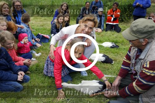 Amsterdam 18 juni 2015
Prinses Marilene en dochter Fee zijn bij het omdoen van de ringen van 3 net geboren ooievaars in het Vondelpark.