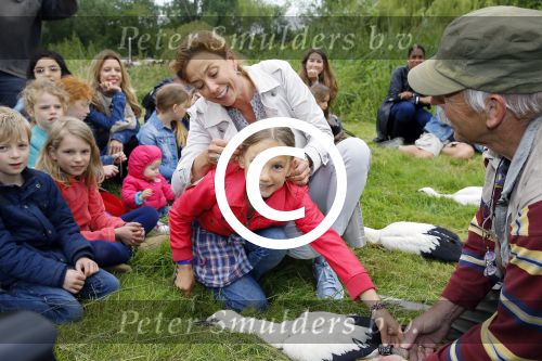 Amsterdam 18 juni 2015
Prinses Marilene en dochter Fee zijn bij het omdoen van de ringen van 3 net geboren ooievaars in het Vondelpark.