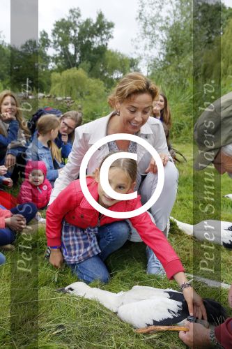 Amsterdam 18 juni 2015
Prinses Marilene en dochter Fee zijn bij het omdoen van de ringen van 3 net geboren ooievaars in het Vondelpark.