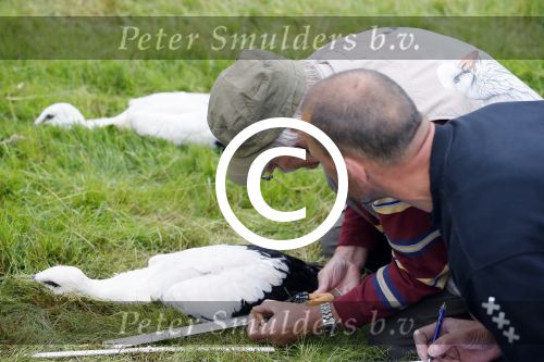 Amsterdam 18 juni 2015
Prinses Marilene en dochter Fee zijn bij het omdoen van de ringen van 3 net geboren ooievaars in het Vondelpark.