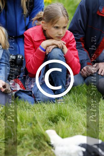 Amsterdam 18 juni 2015
Prinses Marilene en dochter Fee zijn bij het omdoen van de ringen van 3 net geboren ooievaars in het Vondelpark.