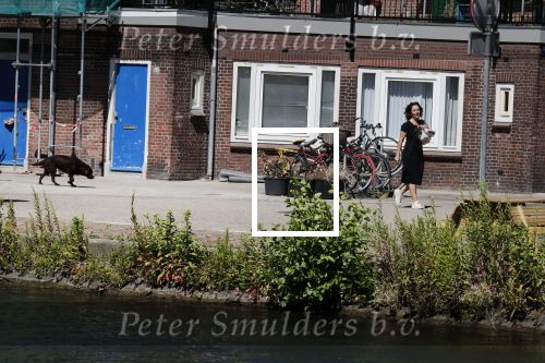 Amsterdam 1 juli 2018
Femke Halsema doet boodschappen en wandelt met haar hond.