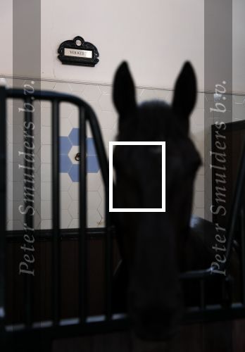 Den Haag 26 juli 2019
Binnenkijken op paleis Noordeinde en bij de koninklijke stallen met Frank en Rogier van het sbs6 programma paleis voor een prikkie. paard Volkert