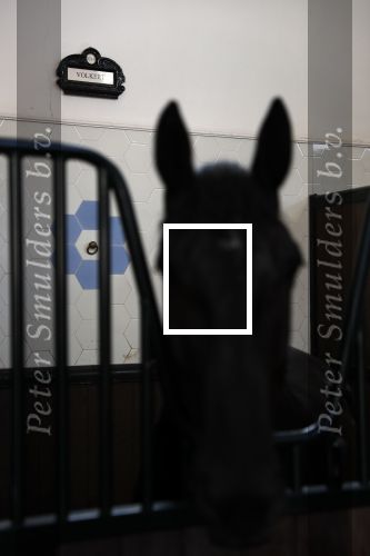 Den Haag 26 juli 2019
Binnenkijken op paleis Noordeinde en bij de koninklijke stallen met Frank en Rogier van het sbs6 programma paleis voor een prikkie. paard Volkert