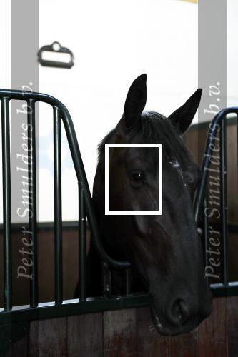 Den Haag 26 juli 2019
Binnenkijken op paleis Noordeinde en bij de koninklijke stallen met Frank en Rogier van het sbs6 programma paleis voor een prikkie. paard Volkert