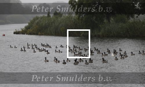 Nigtevecht 9 juli 2020
Allemaal donkere vogels op de vecht met daartussen 1 witte eend.