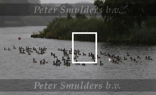 Nigtevecht 9 juli 2020
Allemaal donkere vogels op de vecht met daartussen 1 witte eend.