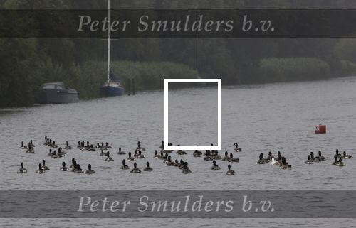 Nigtevecht 9 juli 2020
Allemaal donkere vogels op de vecht met daartussen 1 witte eend.