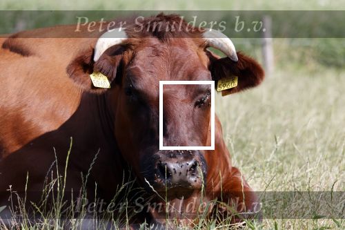 Amstelveen 20 juli 2021
Brasserie 10 op golfbaan amsteldijk. Koe met allemaal vliegen.