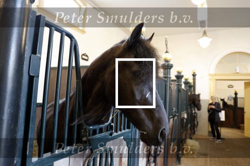 Den Haag 21 juli 2022
Binnenkijken bij paleis Noordeinde en de koninklijke stallen.
Paard in koninklijke stallen