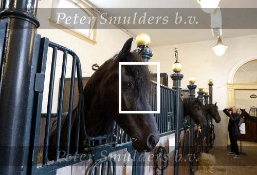 Den Haag 21 juli 2022
Binnenkijken bij paleis Noordeinde en de koninklijke stallen.
Paard in koninklijke stallen