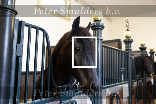 Den Haag 21 juli 2022
Binnenkijken bij paleis Noordeinde en de koninklijke stallen.
Paard in koninklijke stallen