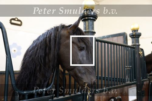 Den Haag 21 juli 2022
Binnenkijken bij paleis Noordeinde en de koninklijke stallen.
Paard in koninklijke stallen